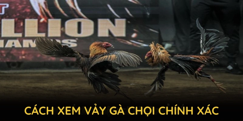 Cách xem vảy gà chọi chính xác từ chuyên gia 8KBET