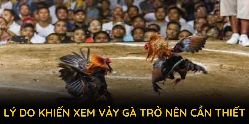 Những lý do khiến việc học xem vảy gà từ 8KBET trở nên cần thiết