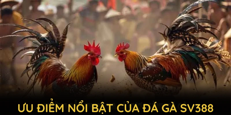 Khám phá các ưu điểm nổi bật chỉ có tại sân chơi đá gà SV388