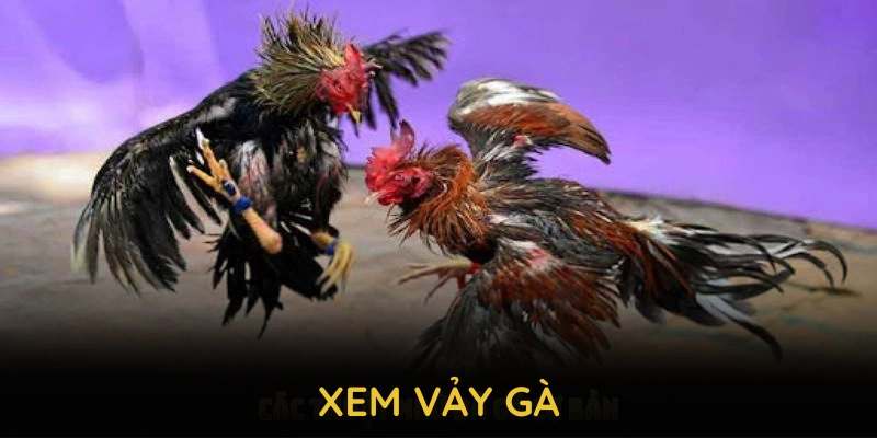 Xem Vảy Gà